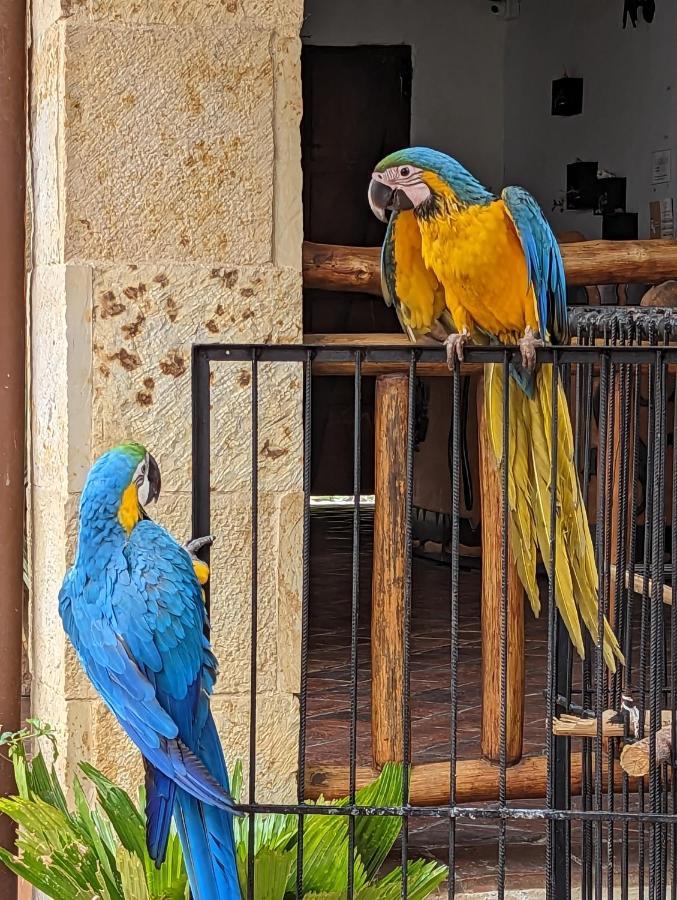Las Cabezas Grises Barichara Extérieur photo